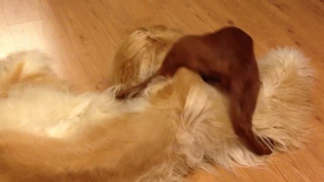 Афганская борзая и щенок Ирландского сеттера смотреть онлайн