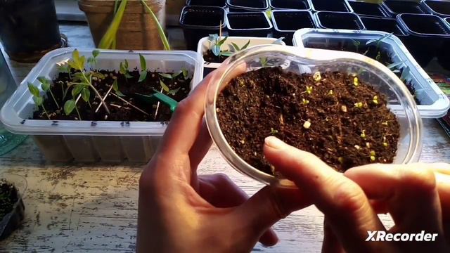 взошли перцы и цветы. что не взошло? смотреть онлайн