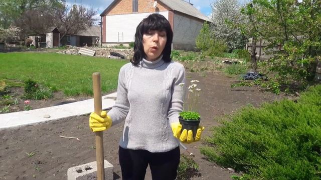 Какие многолетники украсят ваш сад. Выбираем растения для декорирования участка. смотреть онлайн