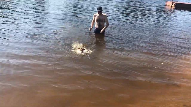 Как научить собаку (Той Терьера) плавать / How to teach a dog (Toy Terrier) swim смотреть онлайн