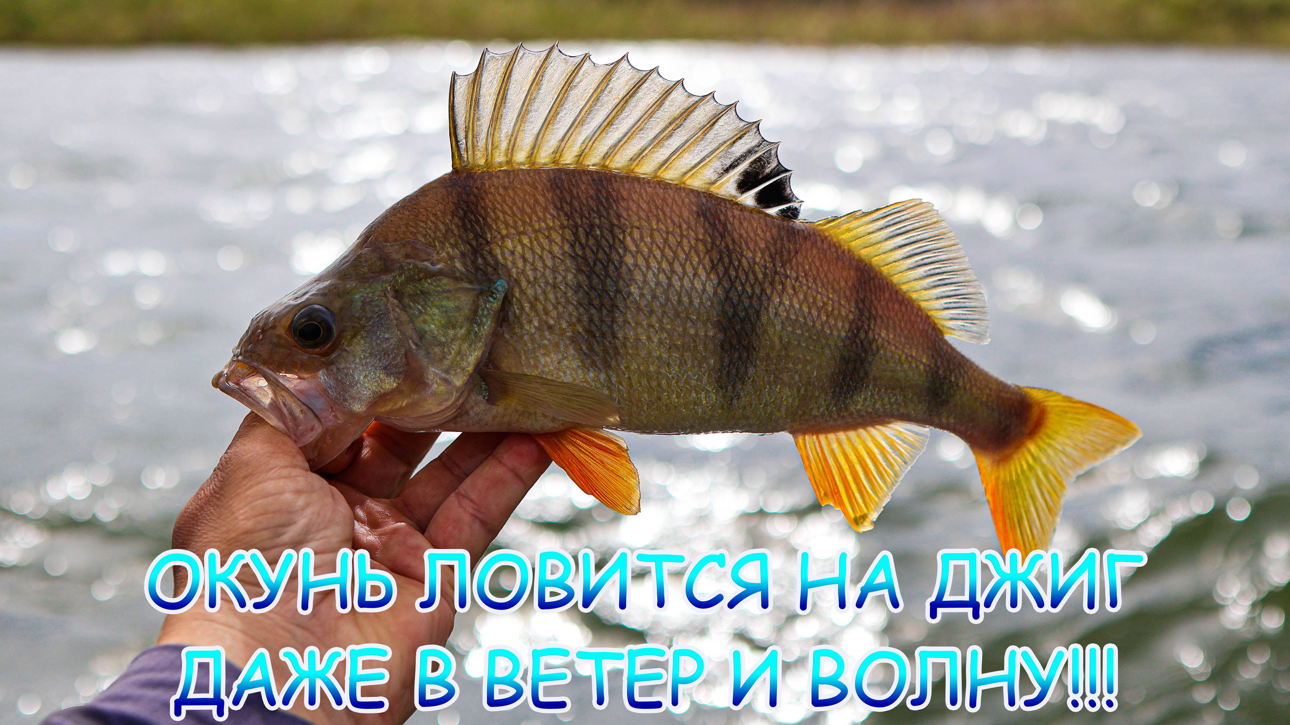 ОКУНЬ ловится на ДЖИГ даже в ветер и волну!!! Джиг с лодки! смотреть онлайн