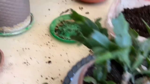 Обрезка и пересадка Зигокактуса (Декабриста) после цветения. смотреть онлайн