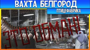 Вахта птицефабрика Белгород полный обман!