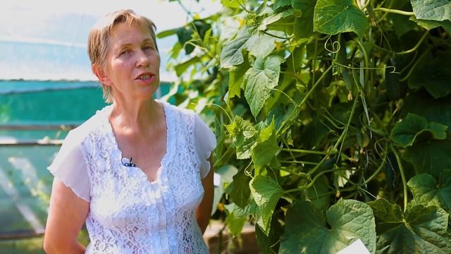 Огурец Теща. Очень вкусный огурец от Гавриш. Огурец универсального назначения.