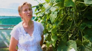 Огурец Теща. Очень вкусный огурец от Гавриш. Огурец универсального назначения.