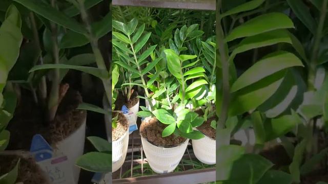 I need more plants ZZ Plant #viral #short #florgenargue #growingwithflor #florgardengoddess #vlog смотреть онлайн