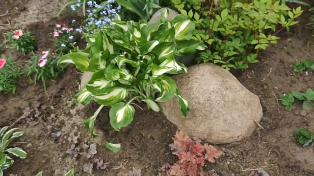 Мой ландшафтный дизайн для теневой клумбы. смотреть онлайн