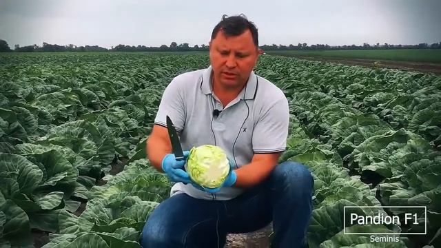 Обзор капуст от Seminis Рапидион F1 и Пандион F1 смотреть онлайн