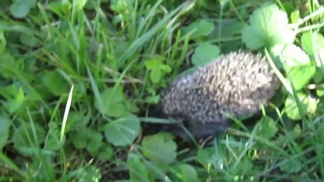 Маленький ёжик пришёл... смотреть онлайн