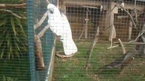 кормим какаду