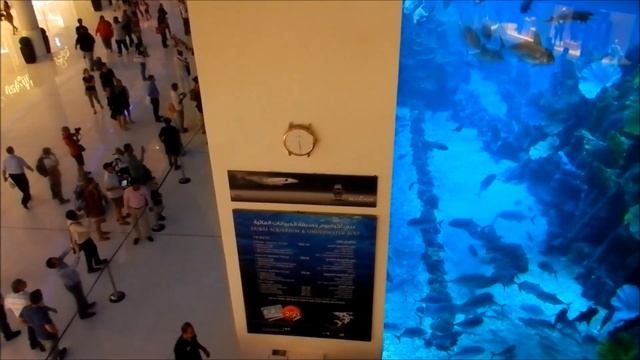 ОАЭ Дубай Молл Аквариум Выпуск 12 / OAE Dubay Moll Akvarium Vypusk 12 смотреть онлайн