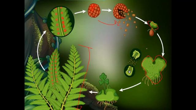 Comparação entre briófitas e pteridófitas - 1 ano - Profa Juliene смотреть онлайн