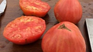 СОРТ ТОМАТА САХАРНАЯ ГОЛОВА-ХАРАКТЕРИСТИКА СОРТА ТОМАТА САХАРНАЯ ГОЛОВА