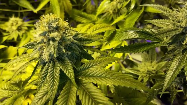Day 46 Jawa Pie Obi Wan OG Jawa Kush Frost Giant and more! смотреть онлайн