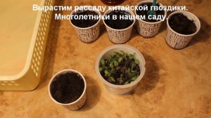 Гвоздика китайская. Посев и выращивание рассады гвоздики в домашних условиях.