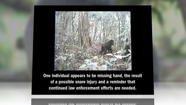 Cross River Gorillas, Endangered, Caught on Camera смотреть онлайн