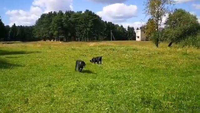 Питомник кане корсо Ля Миа Фортуна. Социализация щенков. La Mia Fortuna kennel. Cane Corso. смотреть онлайн