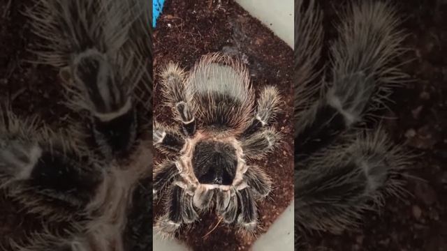 Машенька подсела на тараканов пиру планет! смотреть онлайн