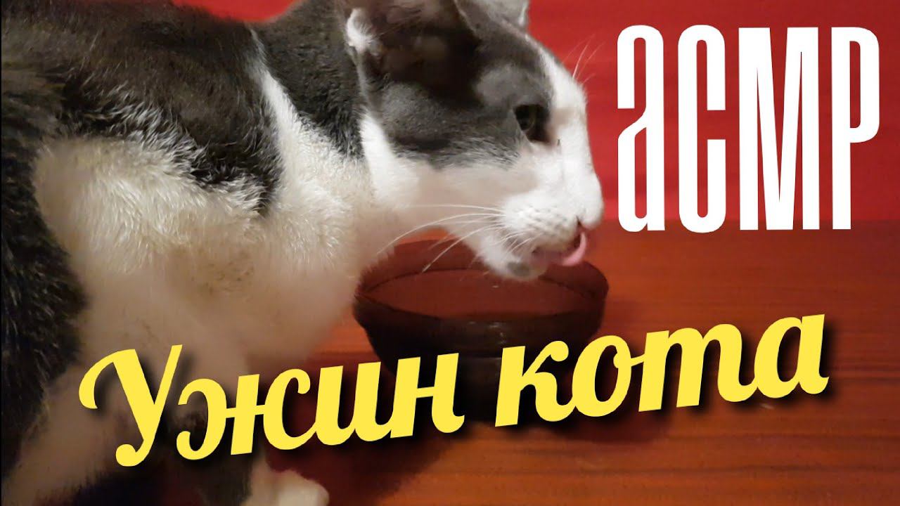 АСМР / ASMR - КОТ ГАГАРИН УЖИНАЕТ РАГУ В СОУСЕ // Gagaren the cat has a dinner смотреть онлайн