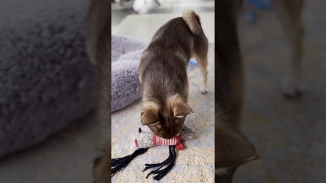 Сейчас будет...