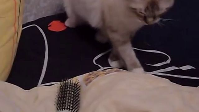 Вихлюн Vs. Расческа