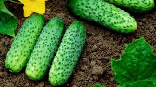 Гибрид огурца Маша F1
