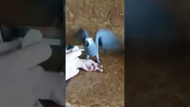 Жако Мироша - г.  Нерюнгри - 3