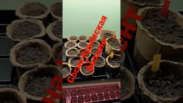 сосна Крымская фиолент смотреть онлайн