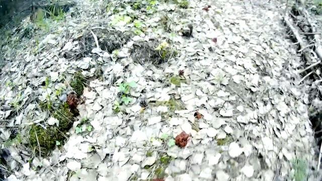 Весна. Грибы. Лес. /Michael Say смотреть онлайн