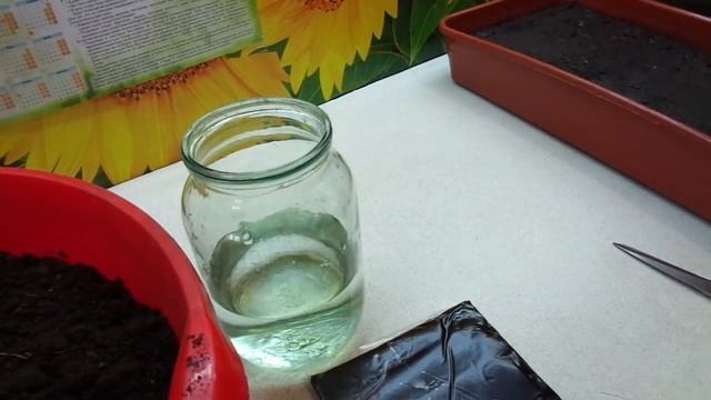 КАК ПРИГОТОВИТЬ РАБОЧИЙ РАСТВОР ФИТОСПОРИНА. Ольга Чернова смотреть онлайн