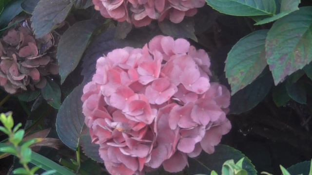 Hydrangea Care Guide - How To Plant, Grow & Care For Hydrangeas In The Garden / Hydrangea Tips