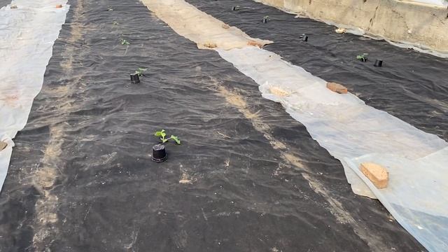 Арбузы в теплице, начала сезона, 1 часть смотреть онлайн