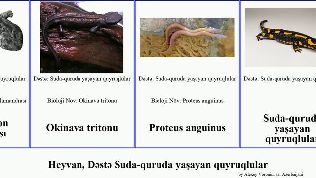 Heyvan, Dəstə Suda-quruda yaşayan quyruqlular tritonu animal salamandra Yapon salamandrası yanğın смотреть онлайн