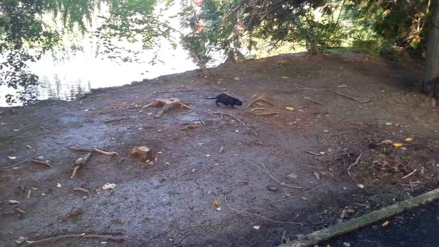 Нутрия смотреть онлайн