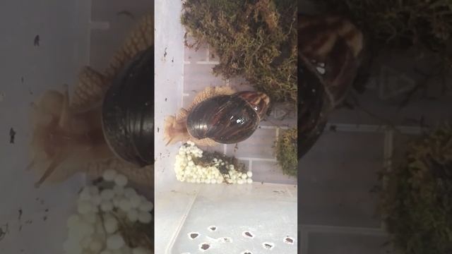 #Аквариумистика#Улитка сухопутная#Улитка Ахатина#Яйца улитки ахатины#! смотреть онлайн