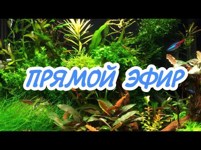 ПРЯМОЙ ЭФИР смотреть онлайн