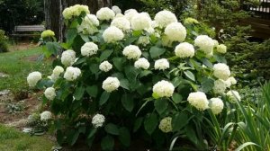 Гортензия Хайес Старберст — описание сорта, посадка и уход