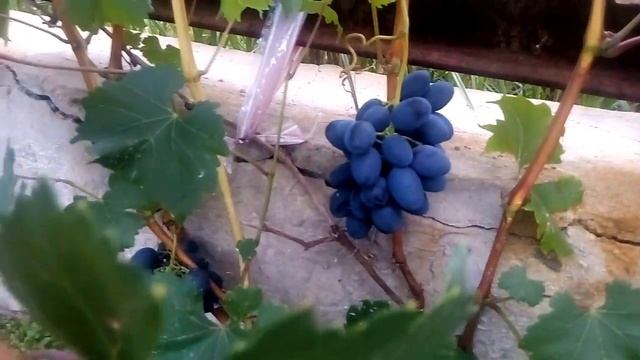 Виноград Забава. Урожай 2017 года смотреть онлайн