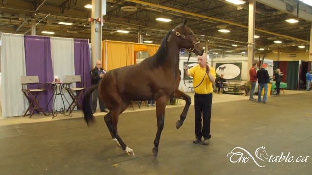 HIP #171, Stonebridge Sonnet, London Selected Sale, TheStable ca смотреть онлайн