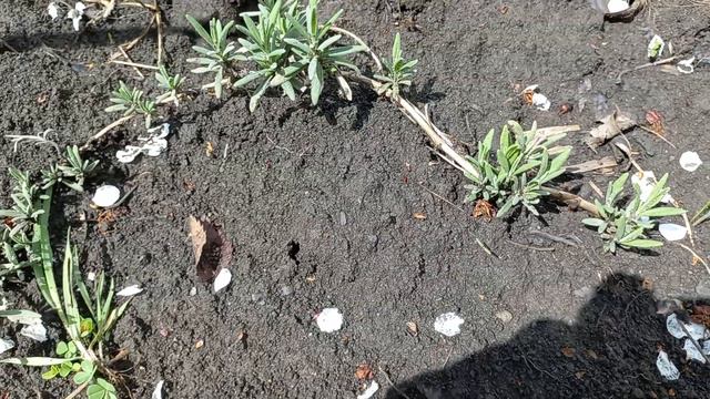 Растения и стиль