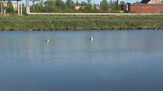 Птицы в городе