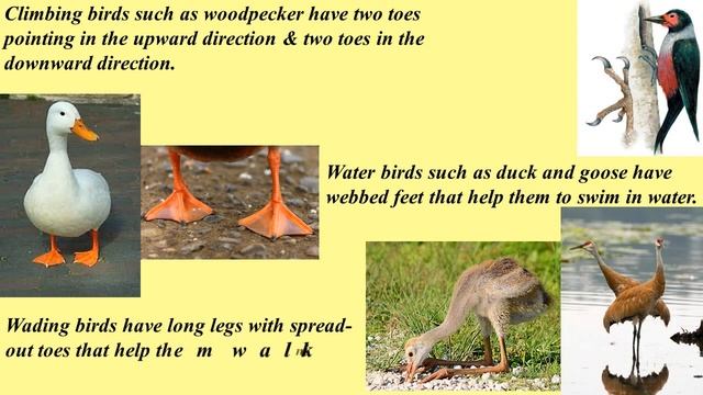Birds ( Beaks / Nests / Claws / Food) - CBSE : Class 3 : Science|| ICSE || NCERT | SCIENCE смотреть онлайн