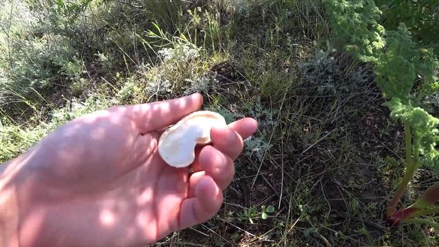 Вот Это...КАЙФ! ВЕСЕННИЕ ГРИБЫ, май 2019. Белый Степной ГРИБ.