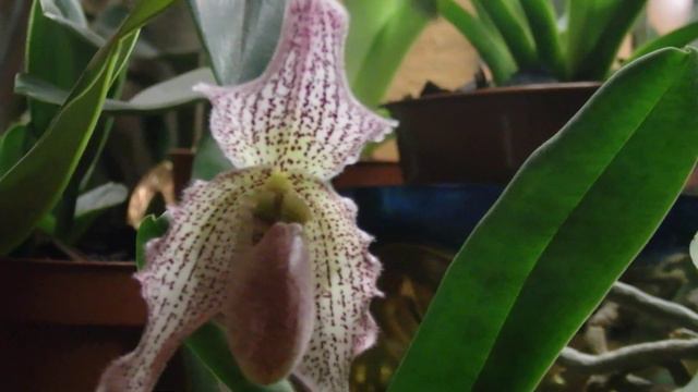 Paphiopedilum Iona