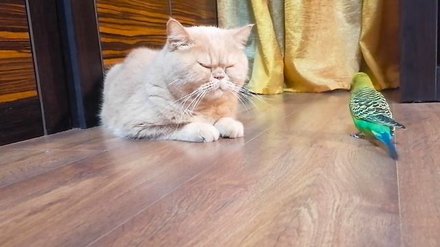 Как волнистый попугайчик заигрывает с котом смотреть онлайн