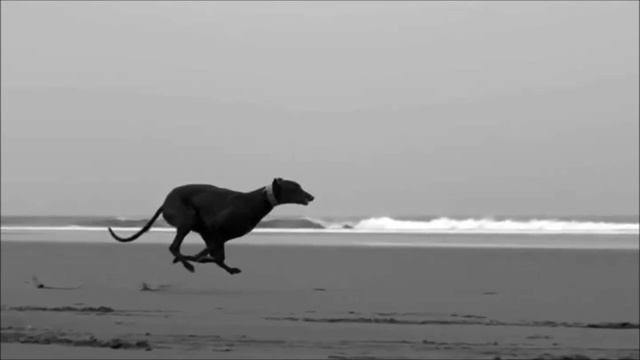 "Greyhound galloping in slow motion" смотреть онлайн
