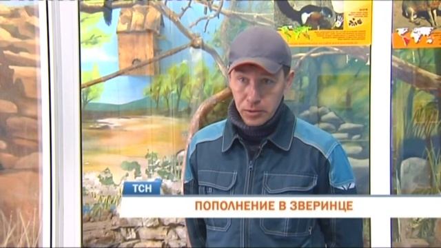 В Пермском зоопарке белки Превоста показали новорожденных бельчат смотреть онлайн