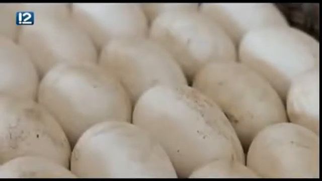 Птицефабрику "ОШУ" закрыли смотреть онлайн