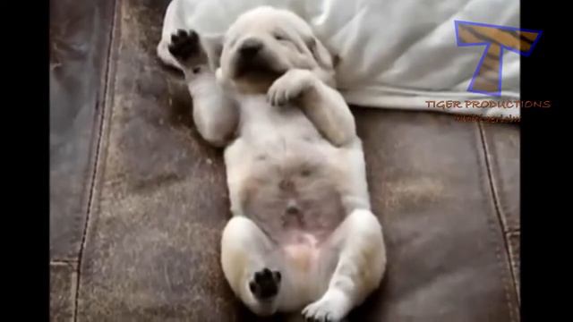 Смешные животные. Животные такие смешные, когда они спят смотреть онлайн