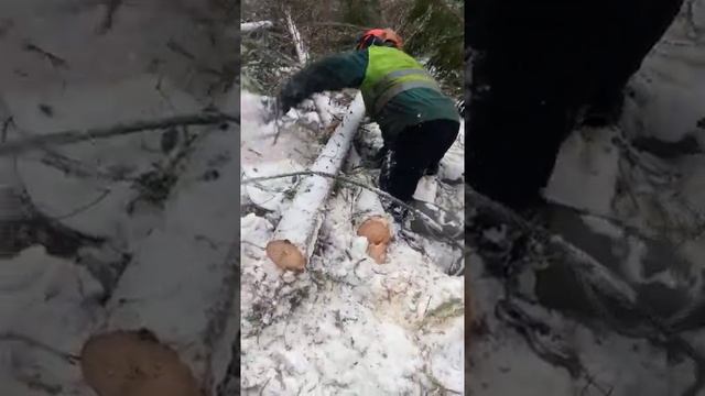 Работа в лесу, чокеровка #тдт-55 смотреть онлайн